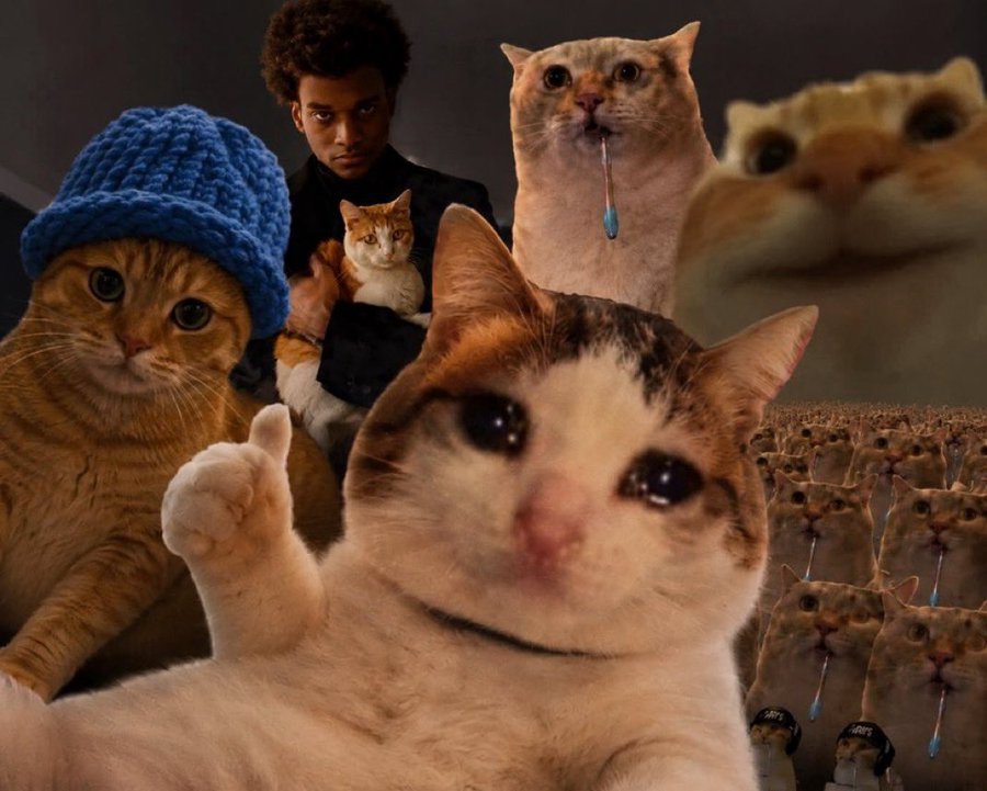 OK Cat 6